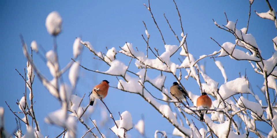 Fåglar i träd om vintern